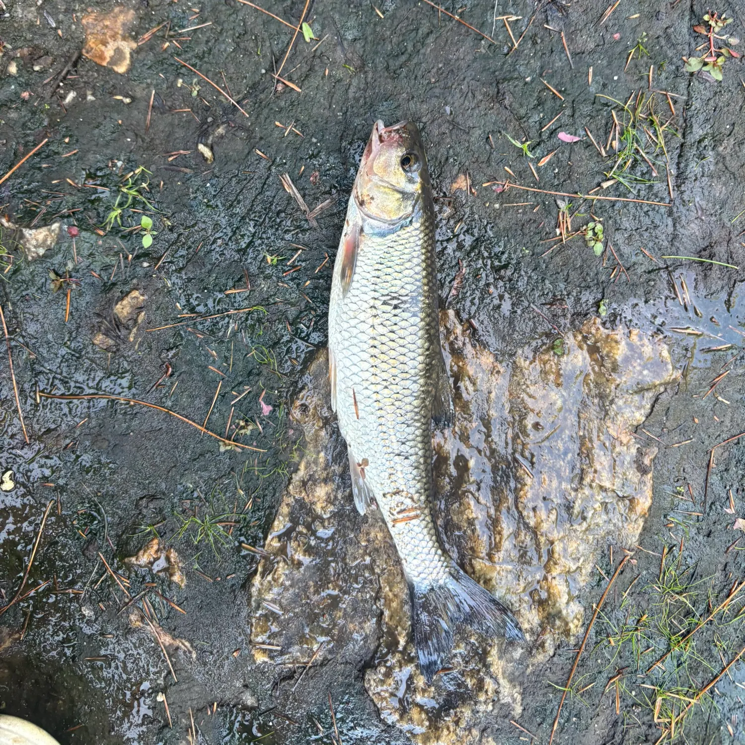 Fallfish caught on Fishbrain