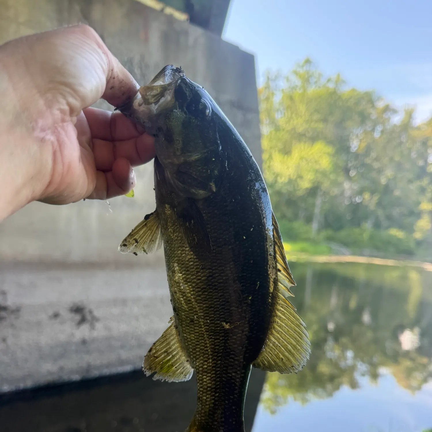 Smallmouth bass caught on Fishbrain