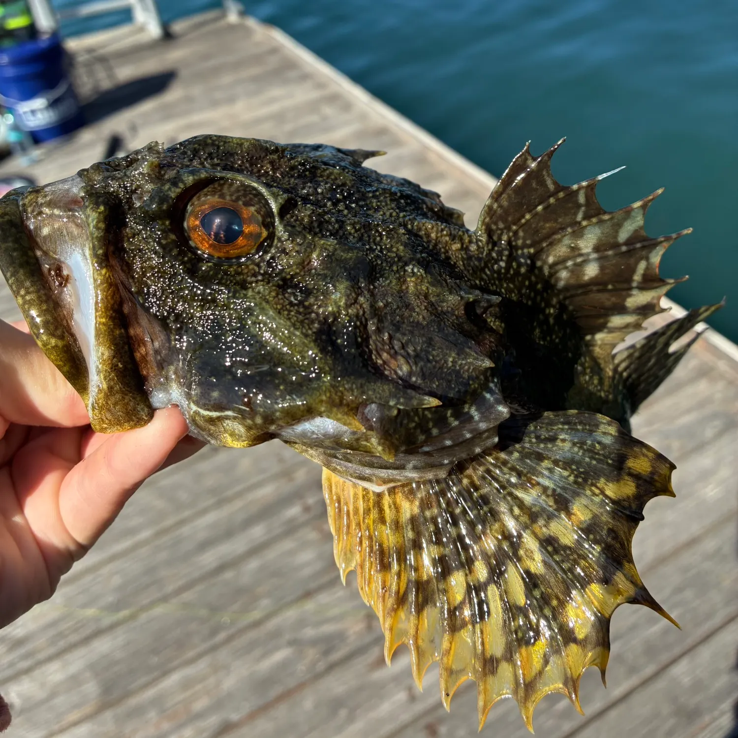 The most recent Great sculpin catches on Fishbrain