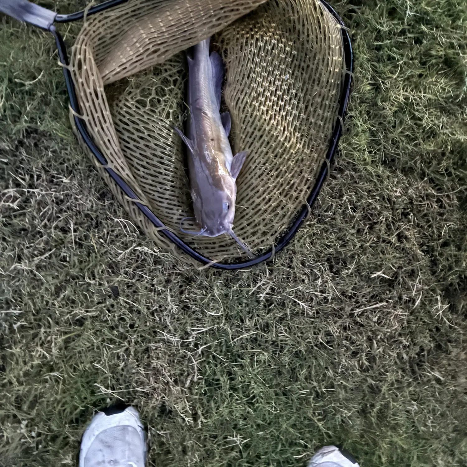 Channel catfish caught on Fishbrain