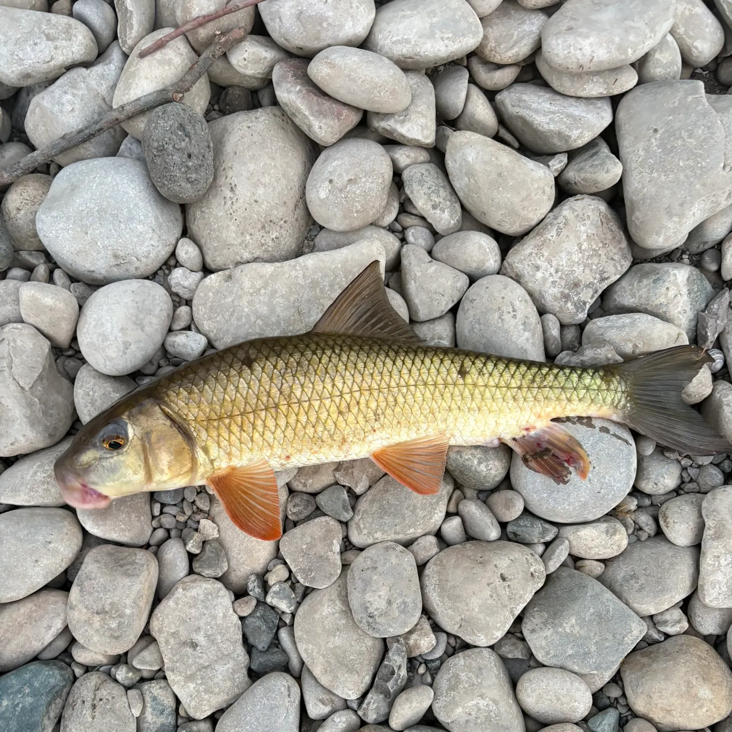 The most recent Golden redhorse catches on Fishbrain