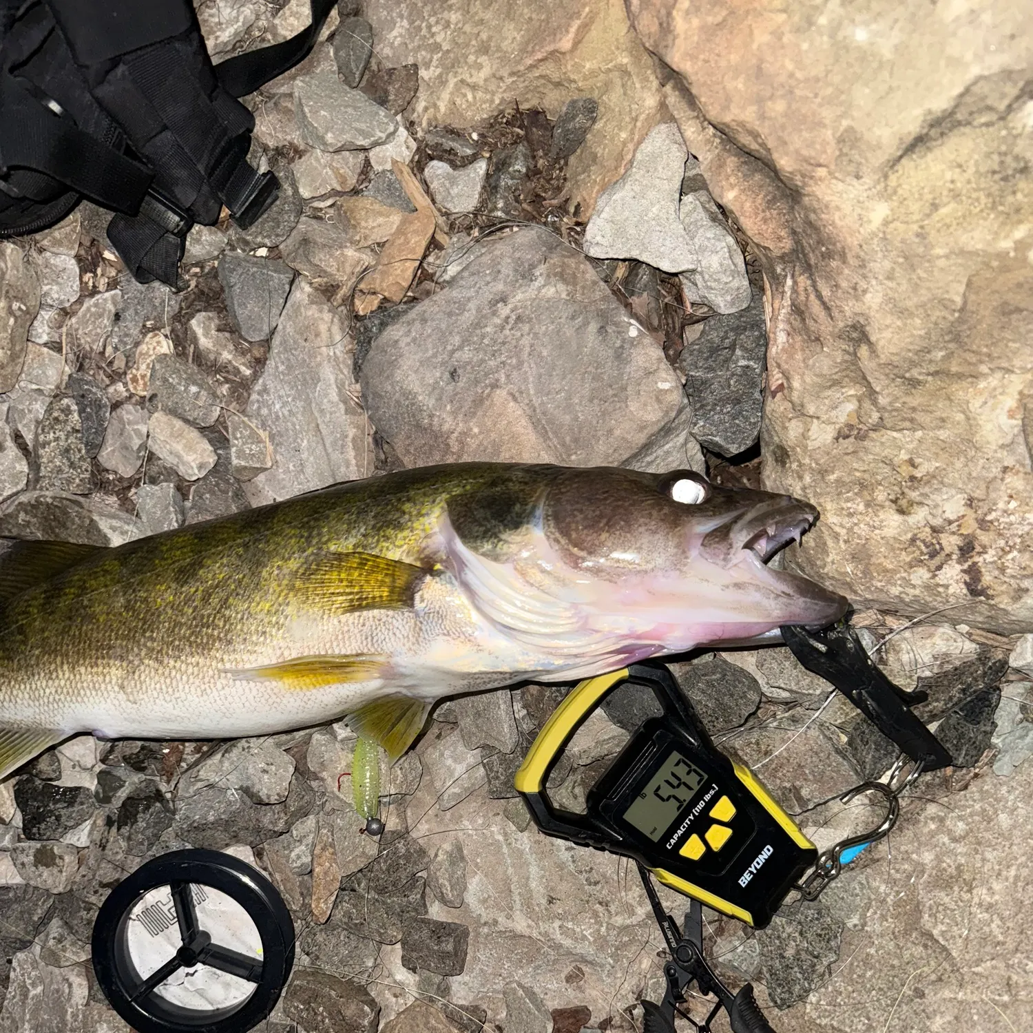 Walleye caught on Fishbrain