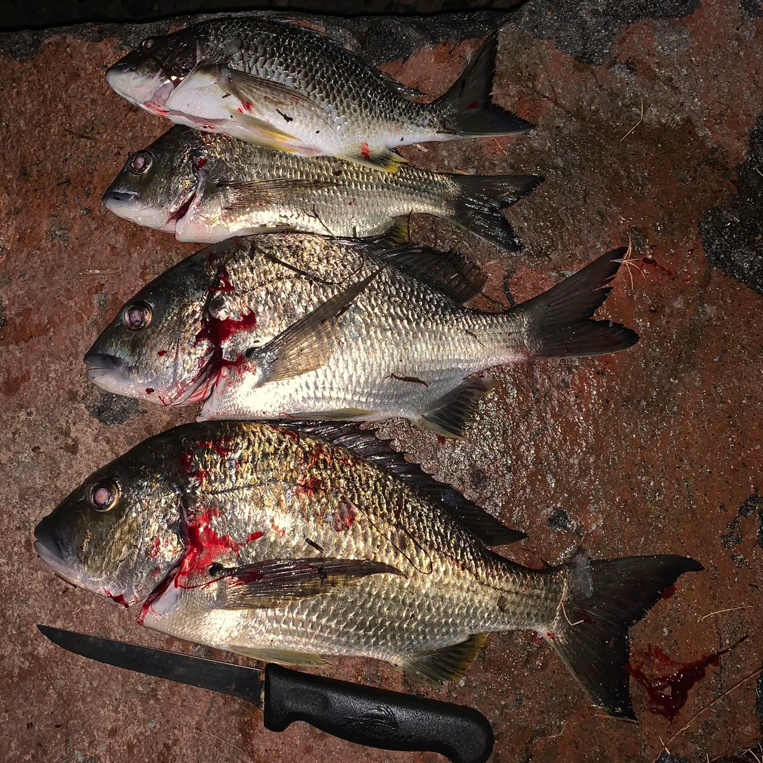 recently logged catches