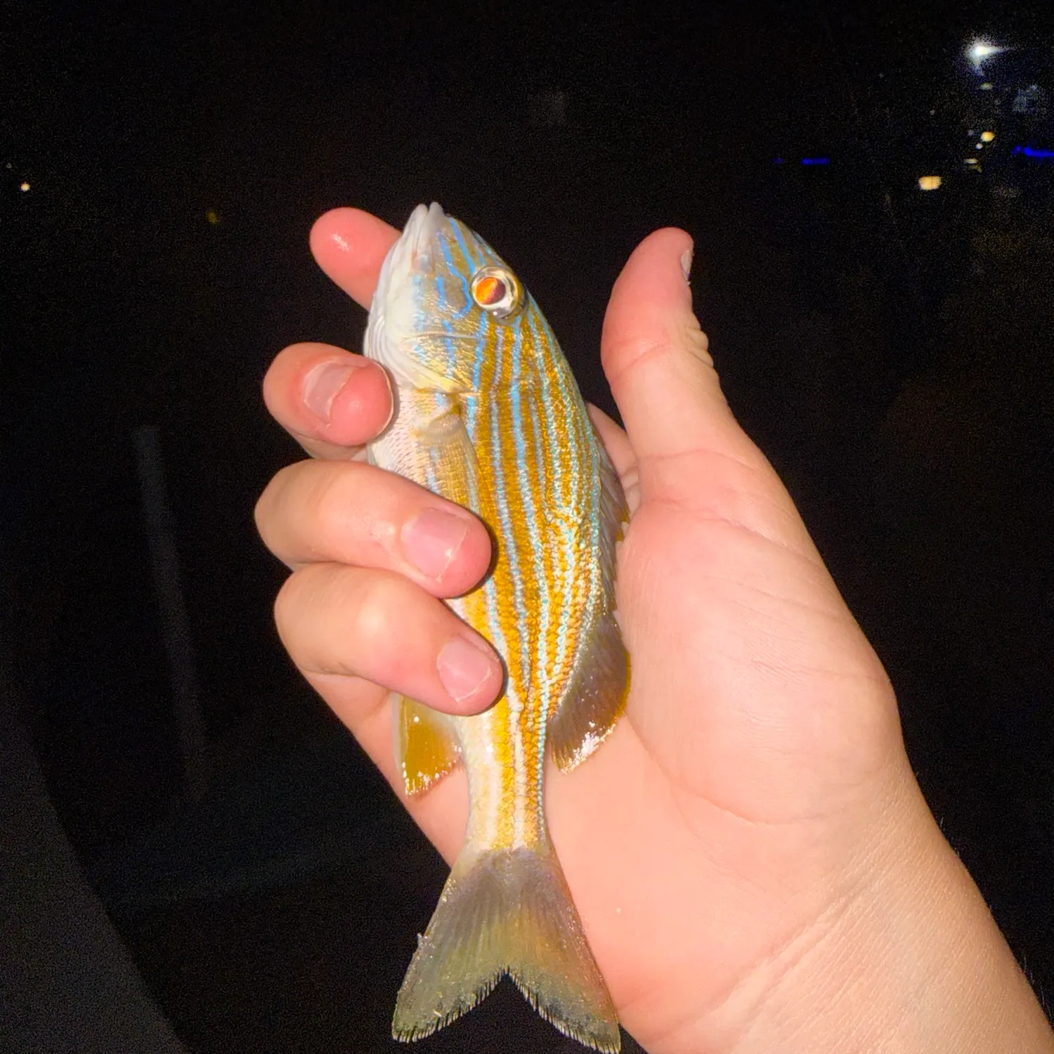 The most recent Bluestriped grunt catches on Fishbrain