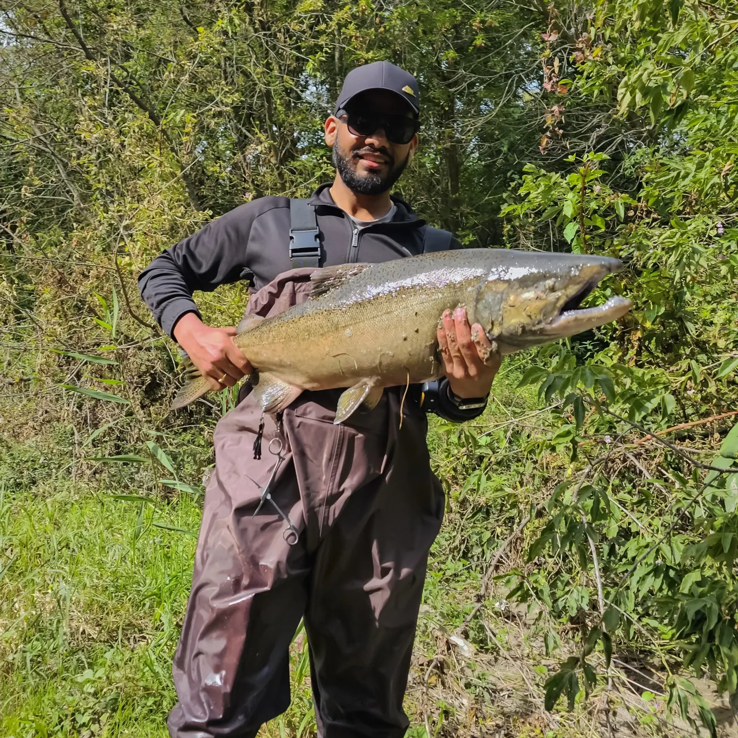 Chinook salmon caught on Fishbrain