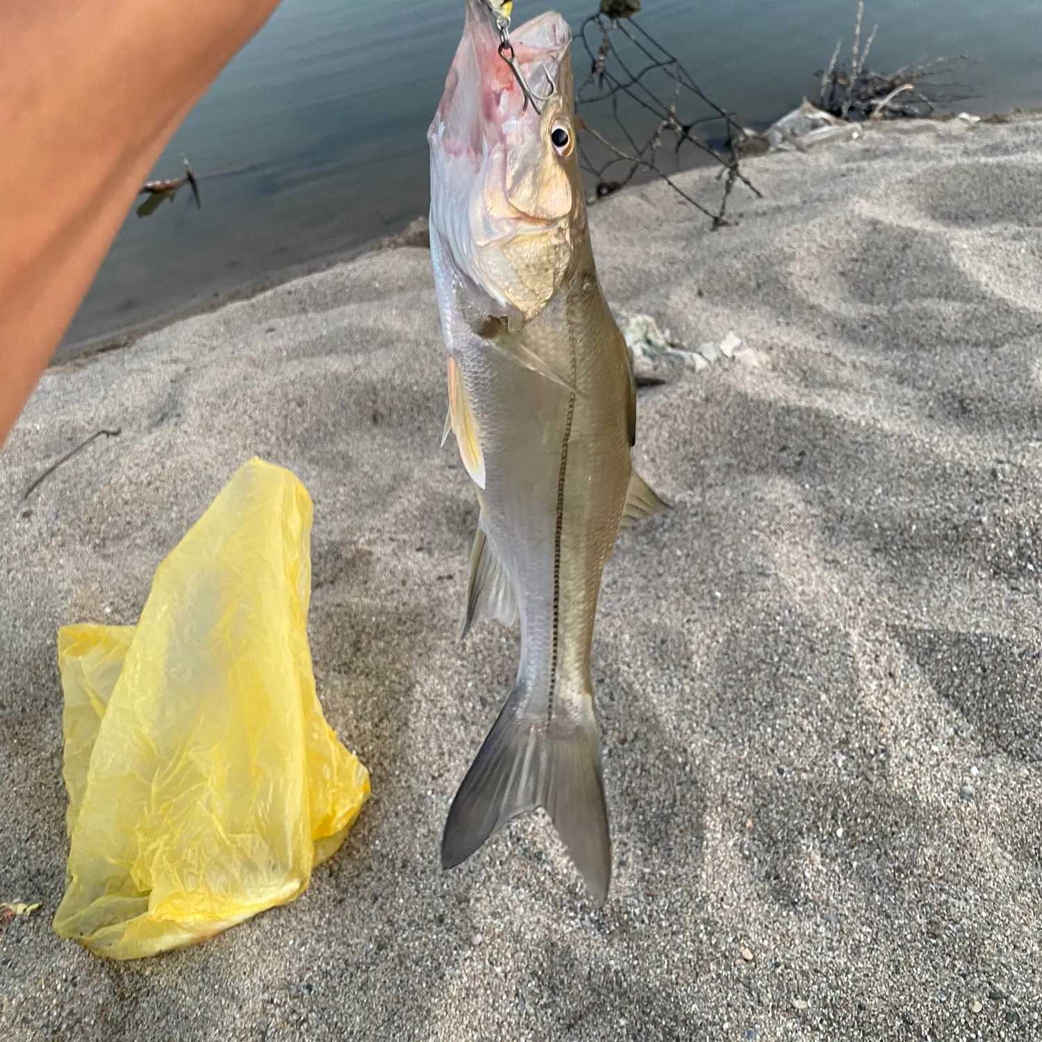 The most recent White snook catches on Fishbrain