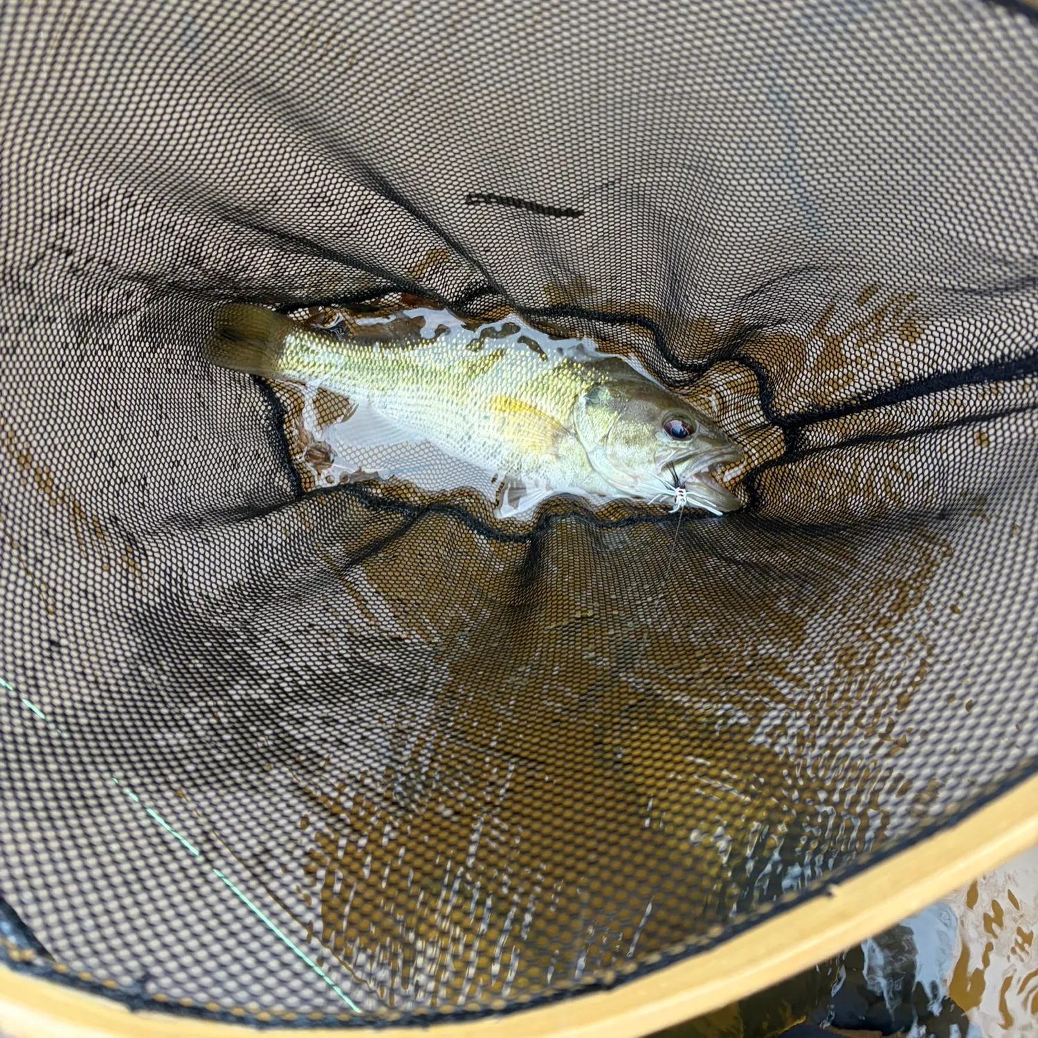 The most recent Alabama bass catches on Fishbrain