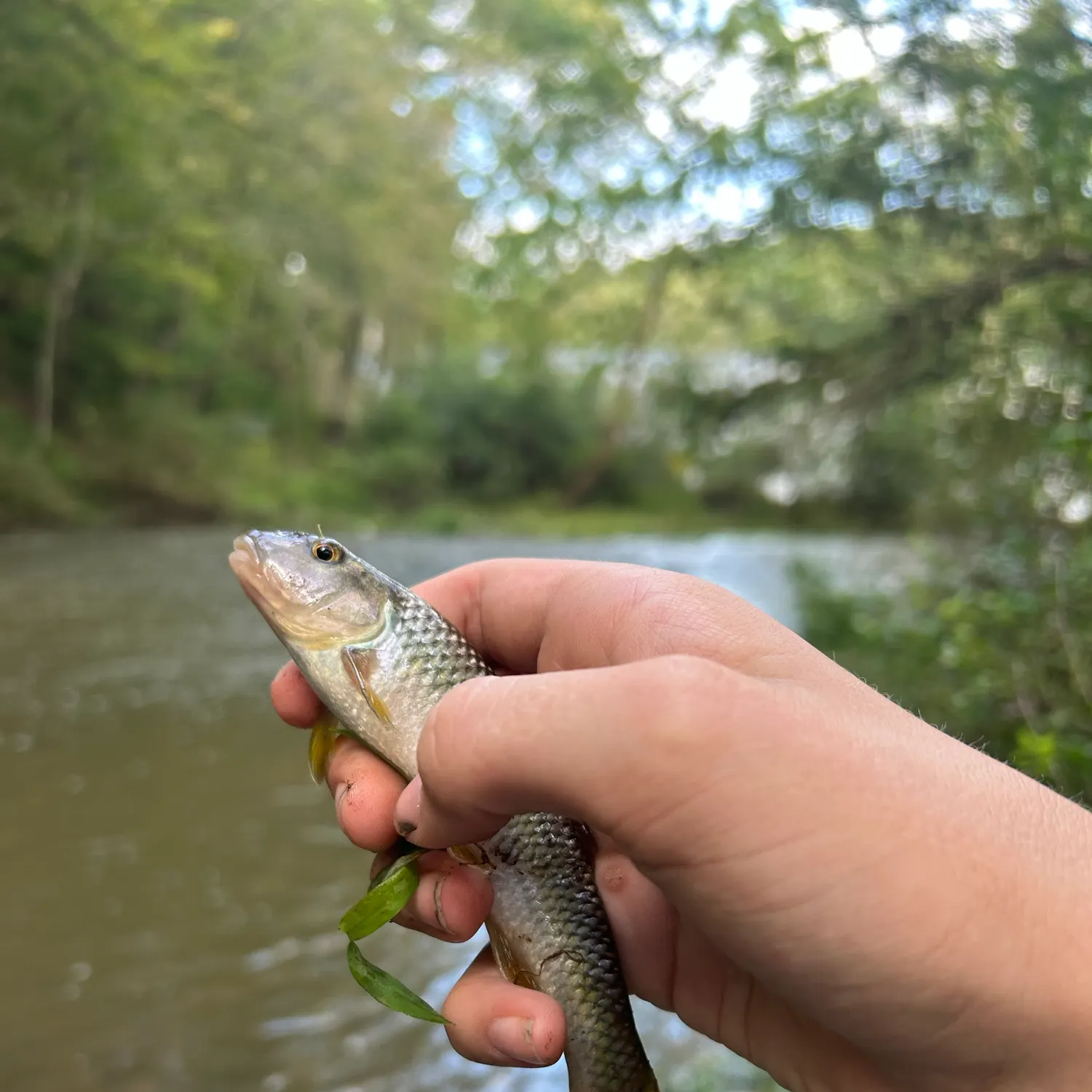 Creek chub caught on Fishbrain