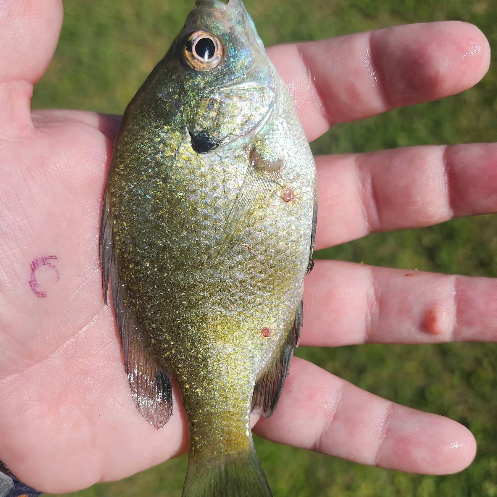Bluegill caught on Fishbrain