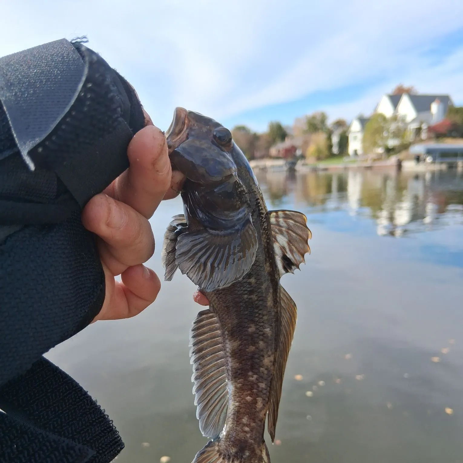 Round goby caught on Fishbrain