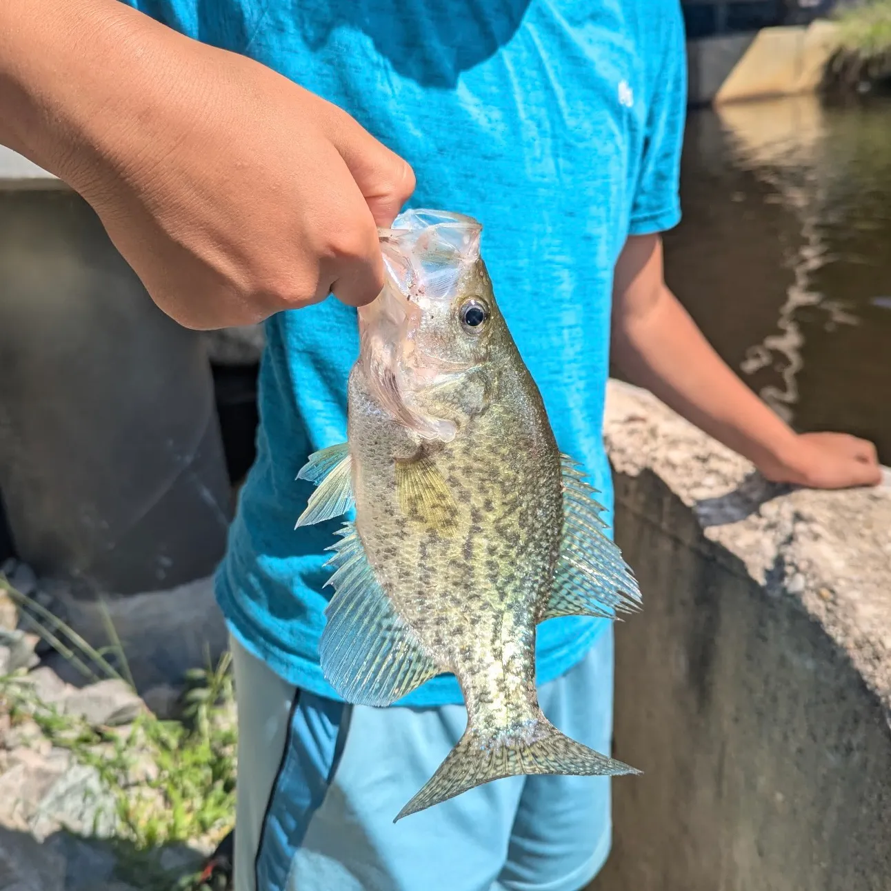 Black crappie caught on Fishbrain