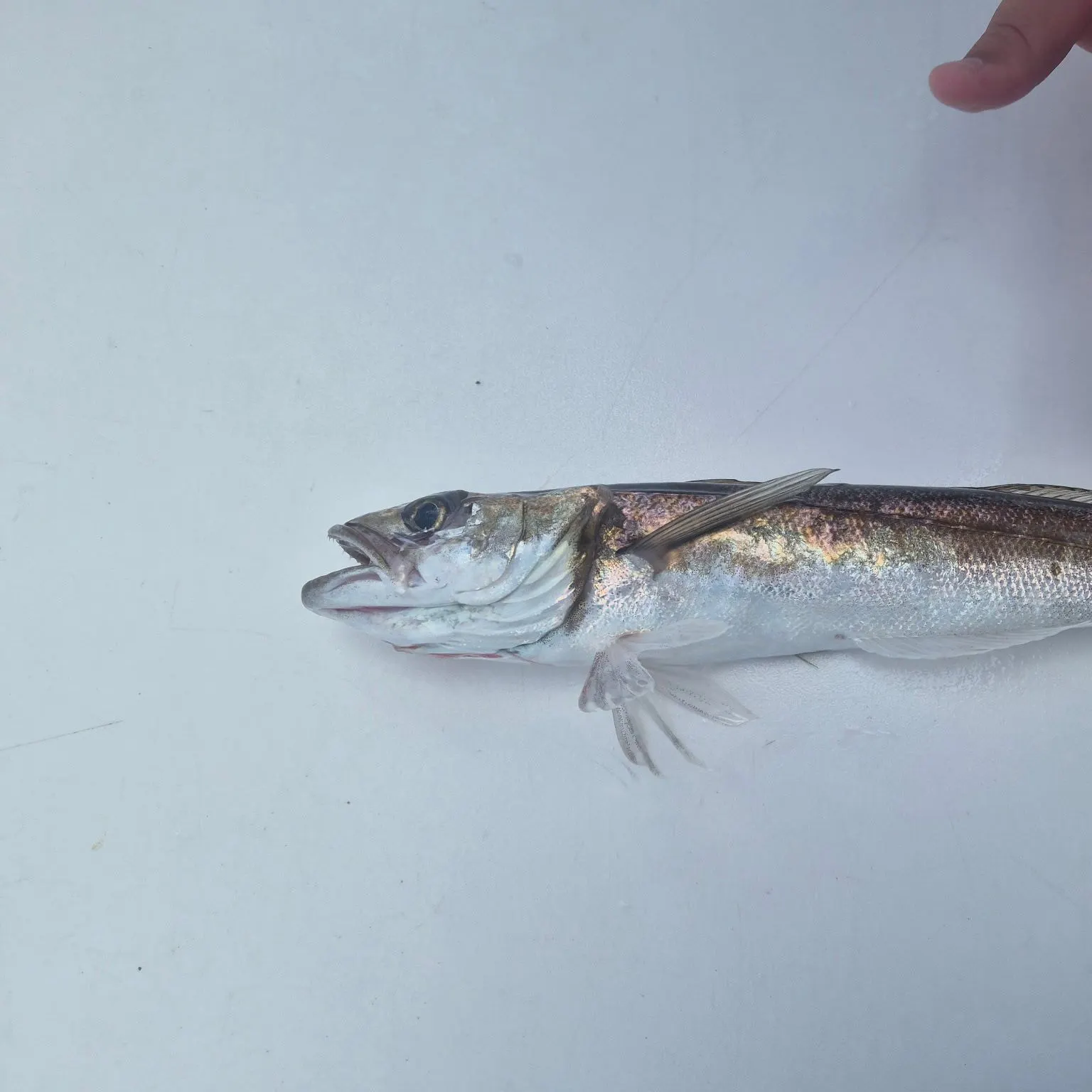 The most recent Silver hake catches on Fishbrain