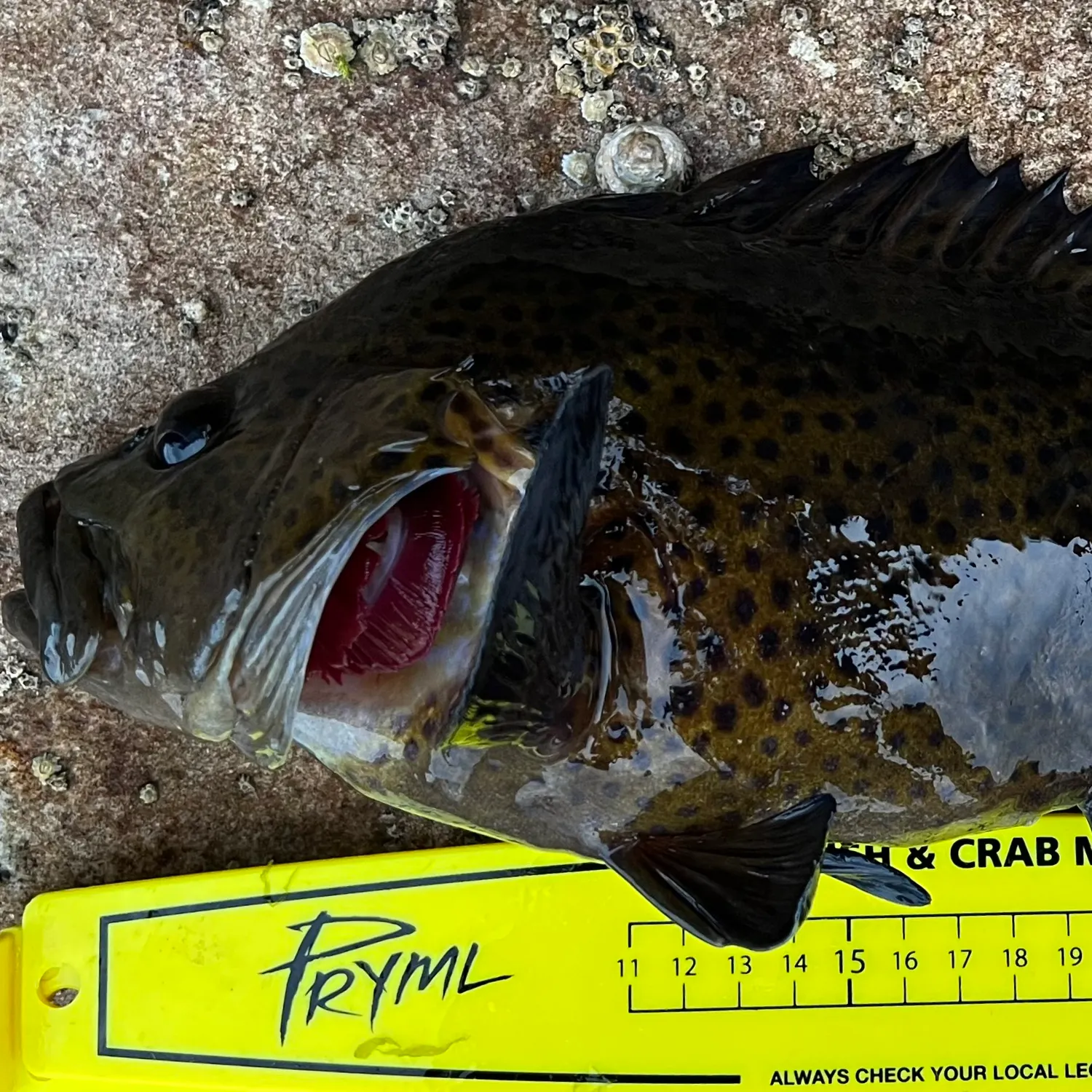 The most recent Eastern wirrah catches on Fishbrain