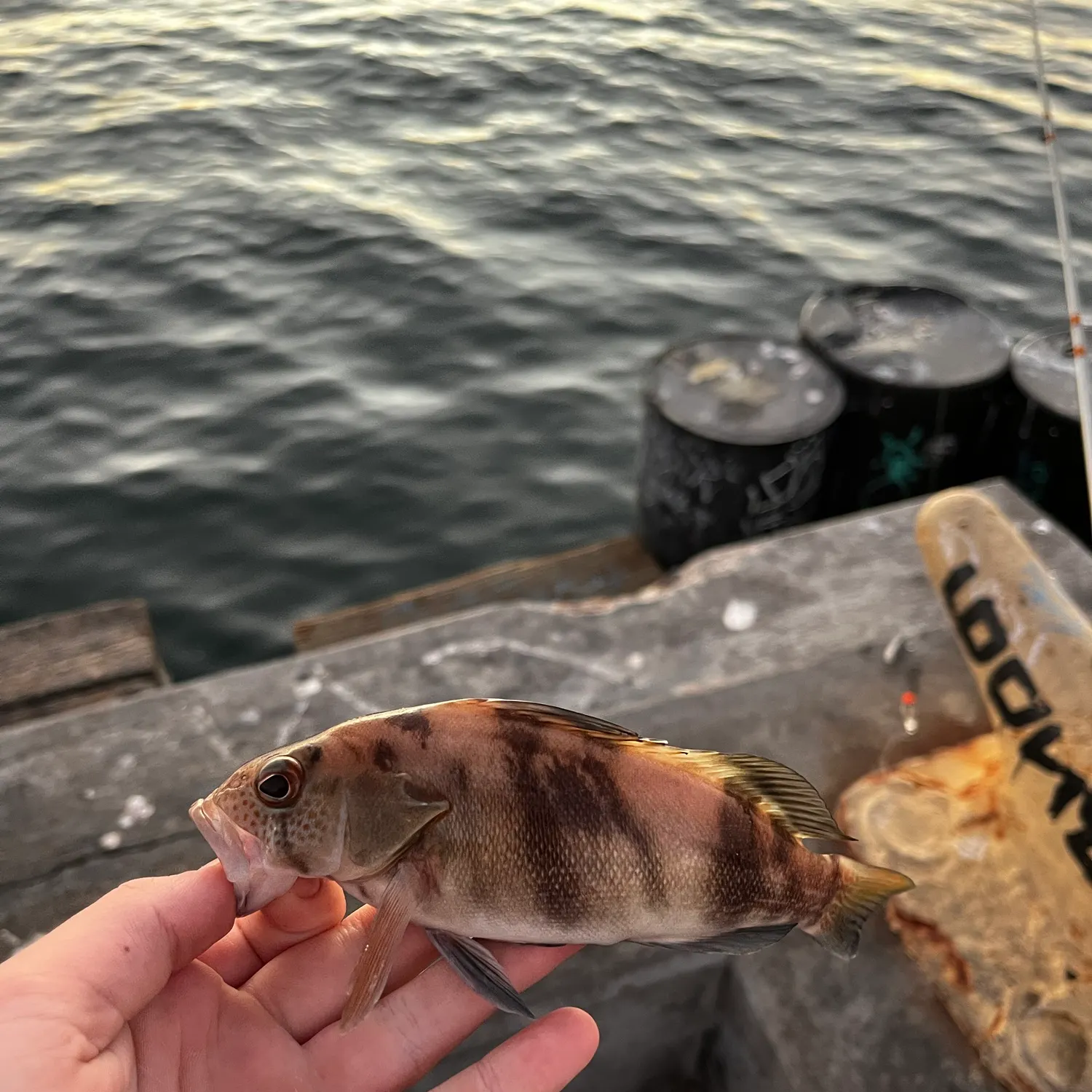 Barred sand bass caught on Fishbrain