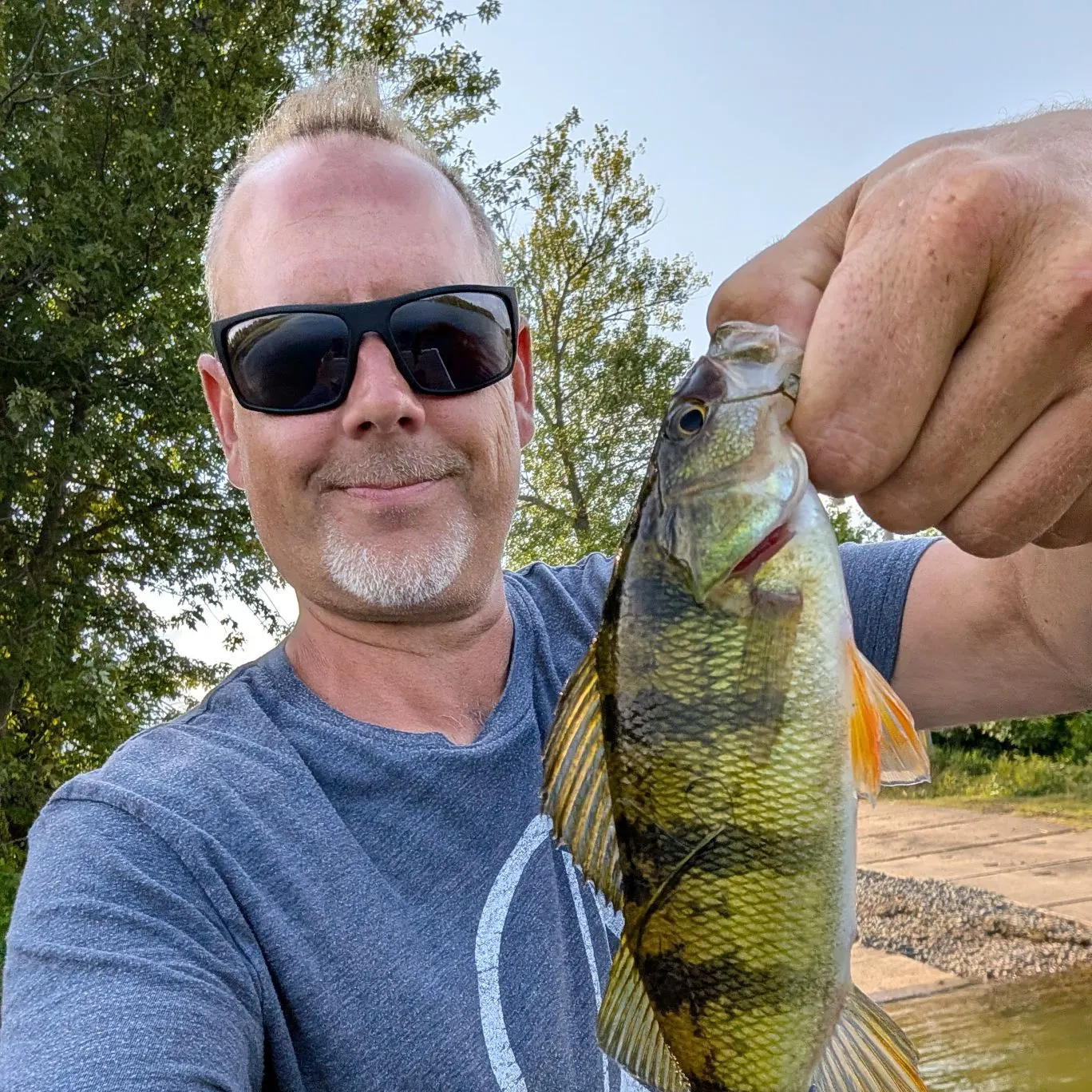 Yellow perch caught on Fishbrain