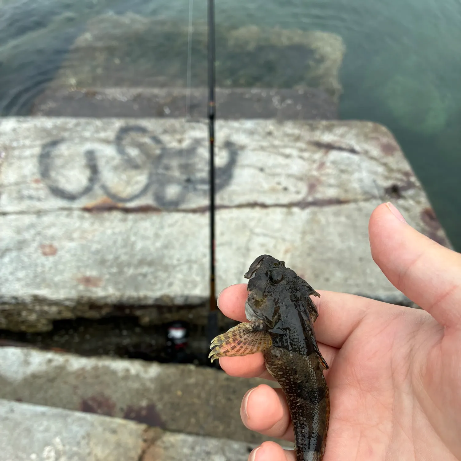Buffalo sculpin caught on Fishbrain