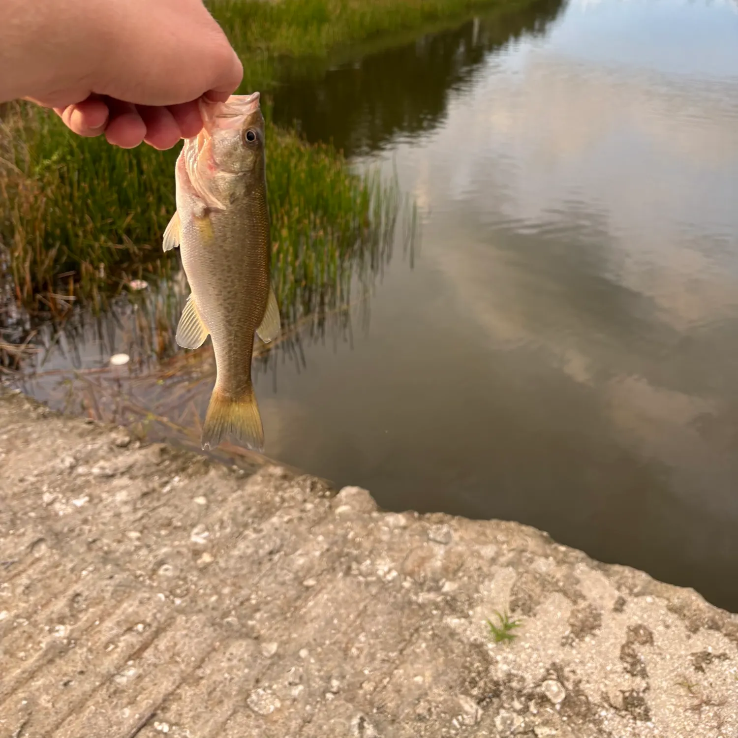 Largemouth bass caught on Fishbrain