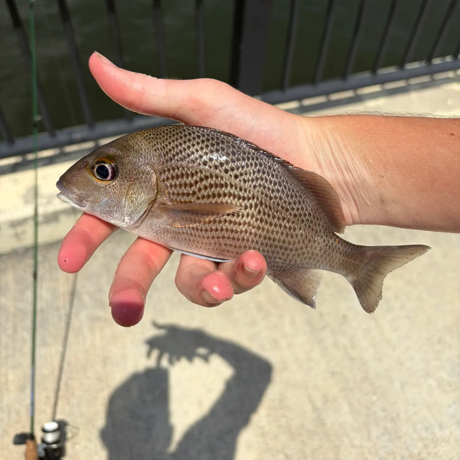 The most recent Sailor's choice grunt catches on Fishbrain