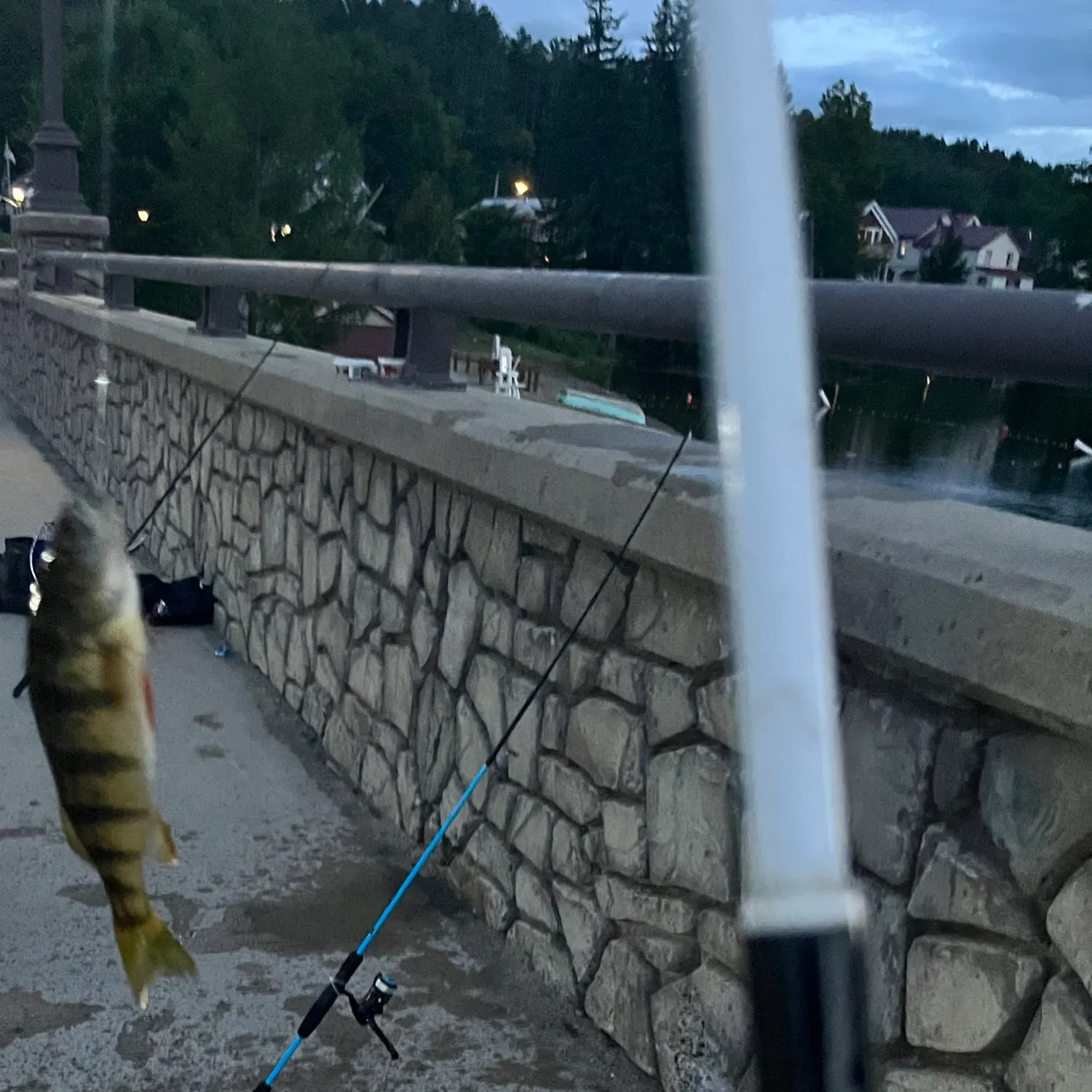 Yellow perch caught on Fishbrain