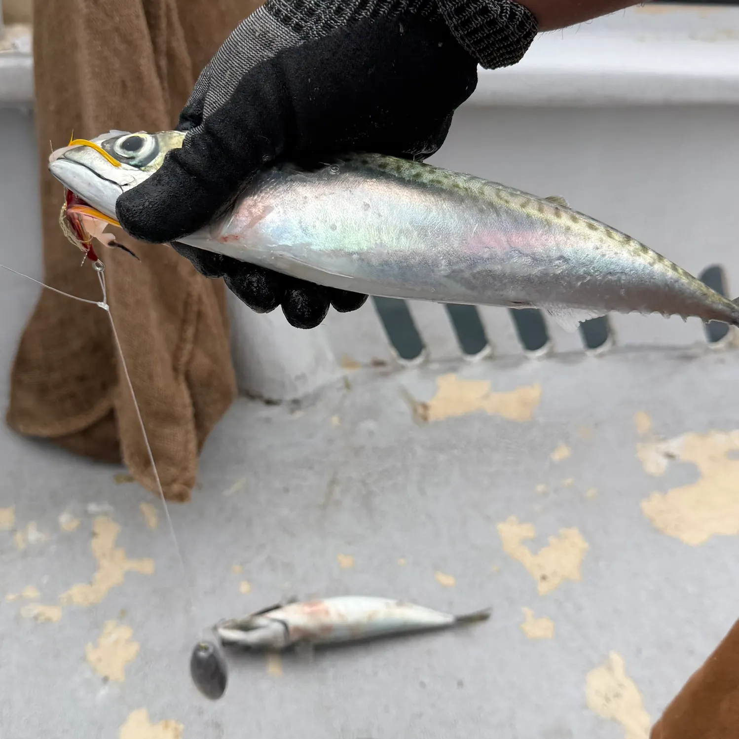 Pacific chub mackerel caught on Fishbrain
