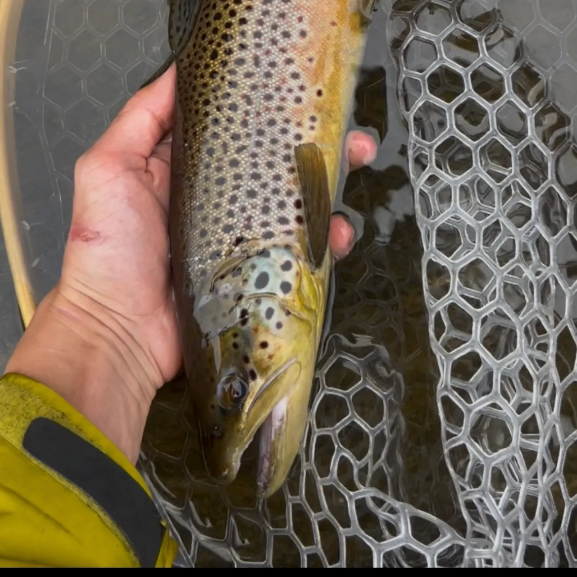 Brown trout caught on Fishbrain