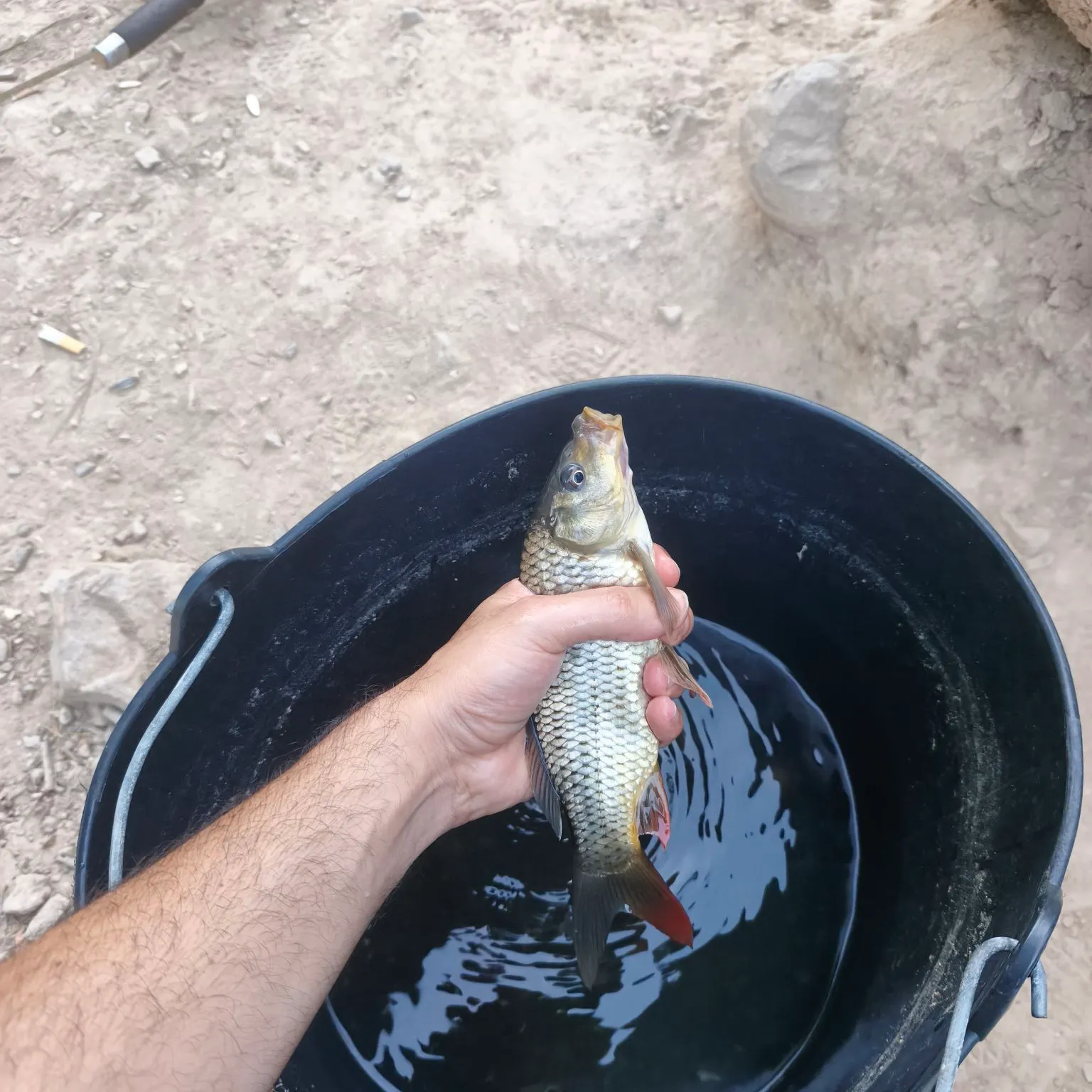 Common carp caught on Fishbrain