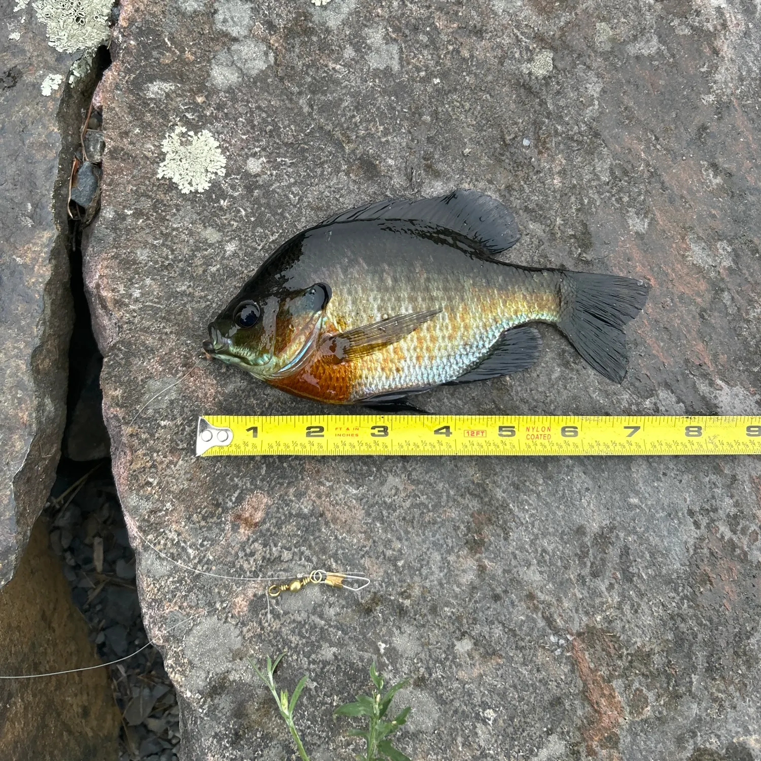 recently logged catches