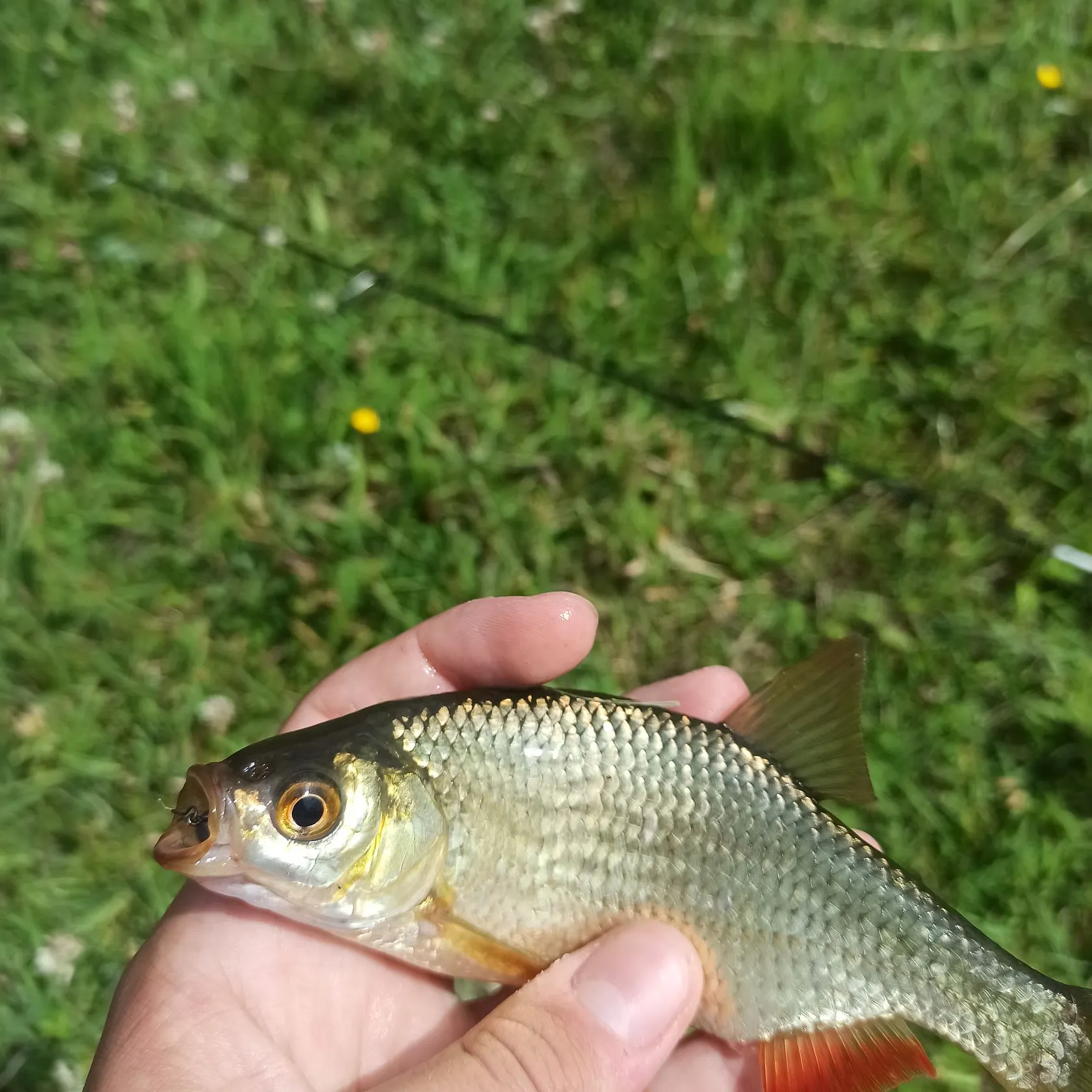 The most recent Common rudd catches on Fishbrain