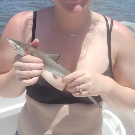 angler catch