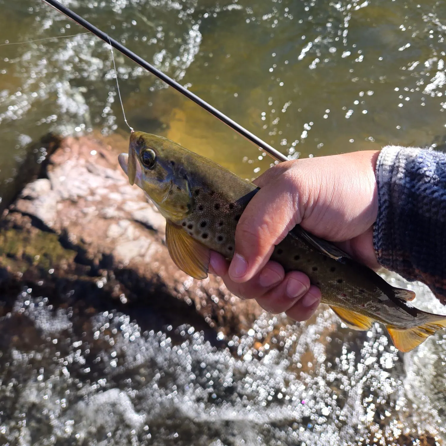 Brown trout caught on Fishbrain