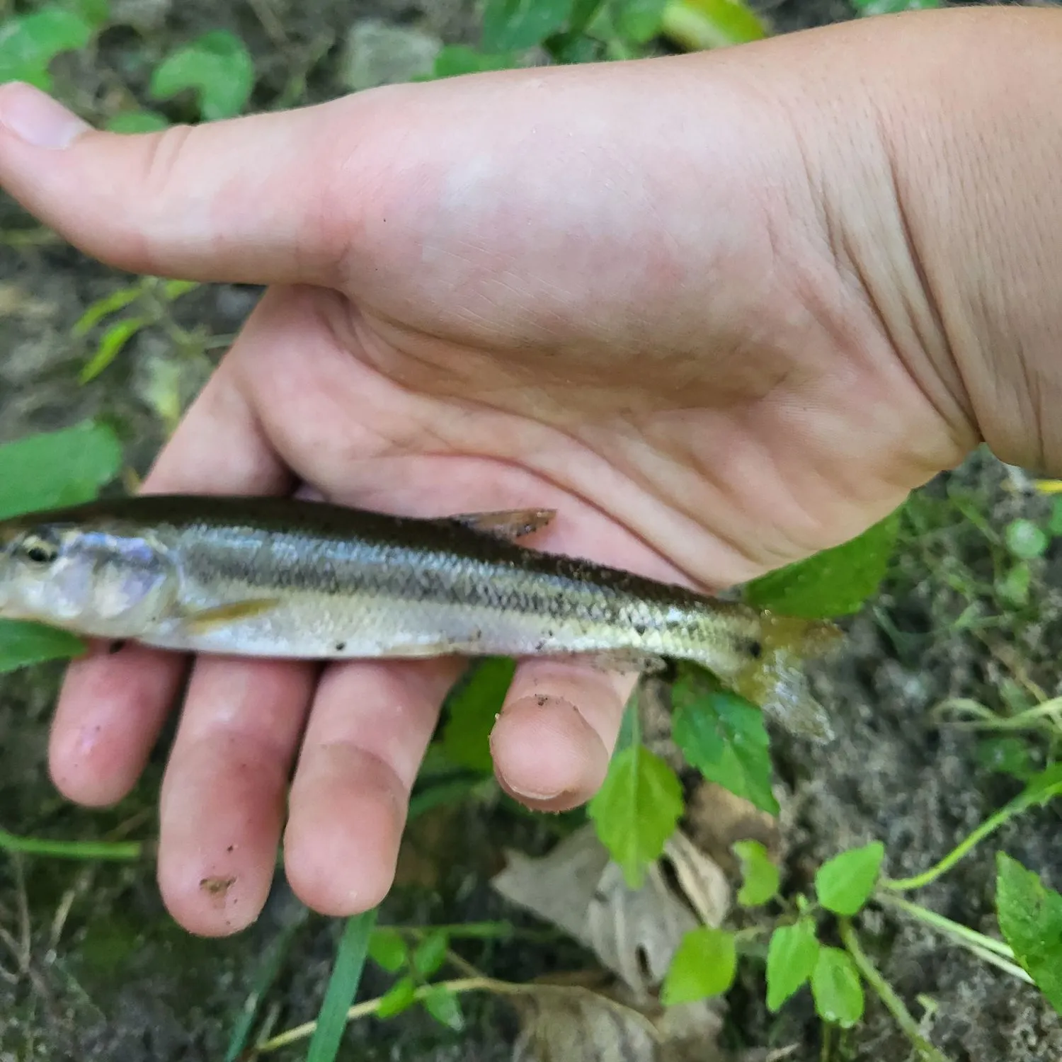 The most recent Redspot chub catches on Fishbrain