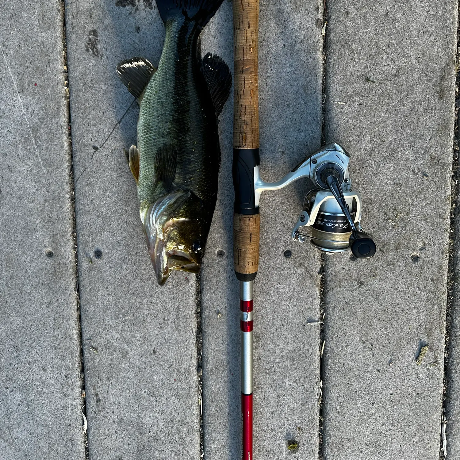 Largemouth bass caught on Fishbrain