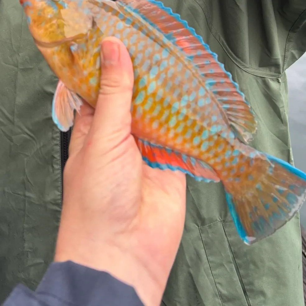 The most recent Rainbow parrotfish catches on Fishbrain