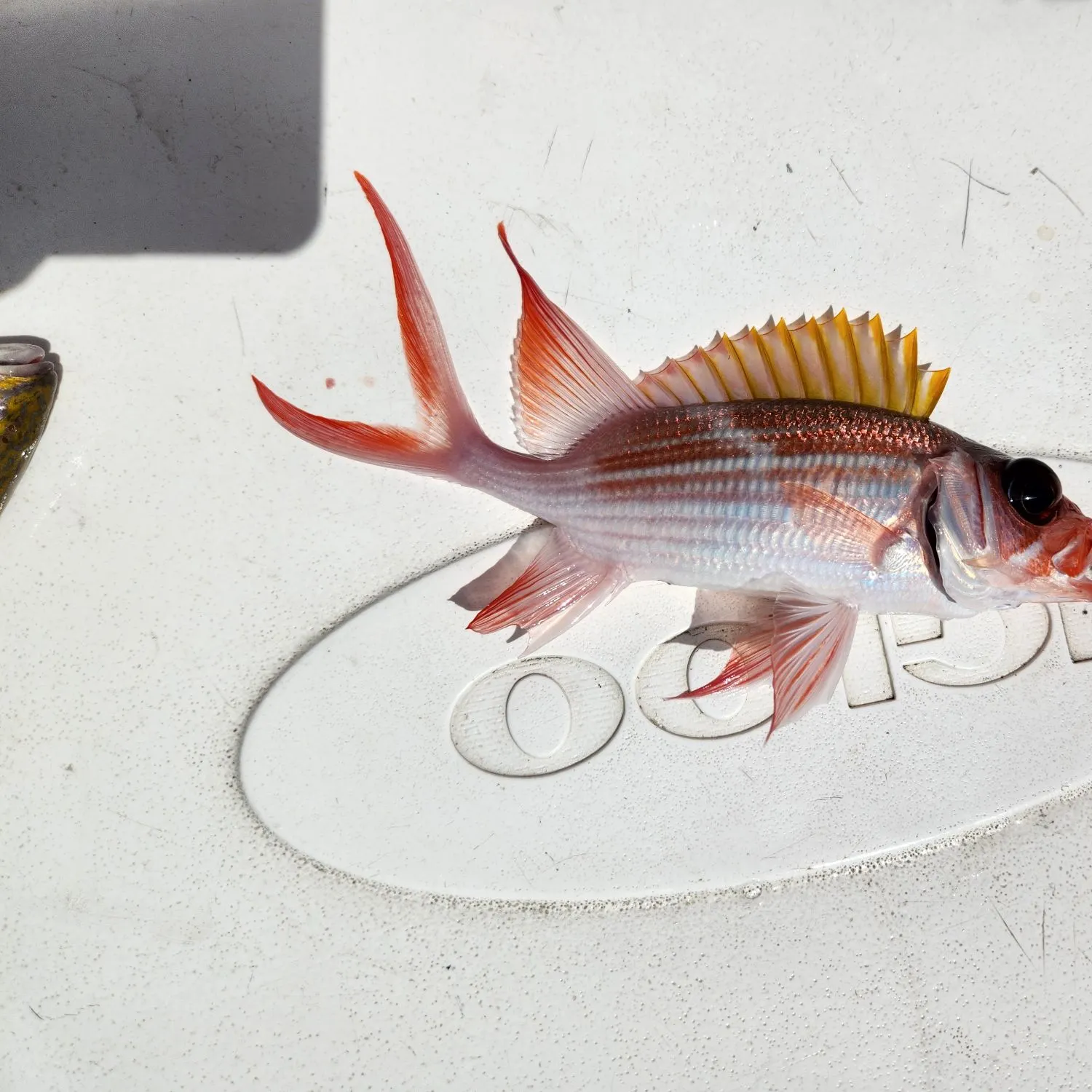 The most recent Common squirrelfish catches on Fishbrain