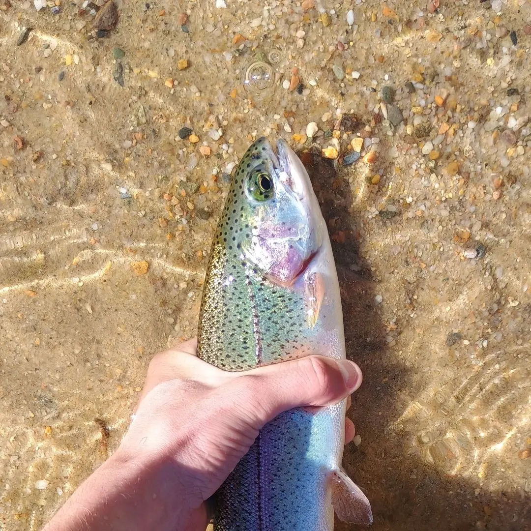 Rainbow trout caught on Fishbrain