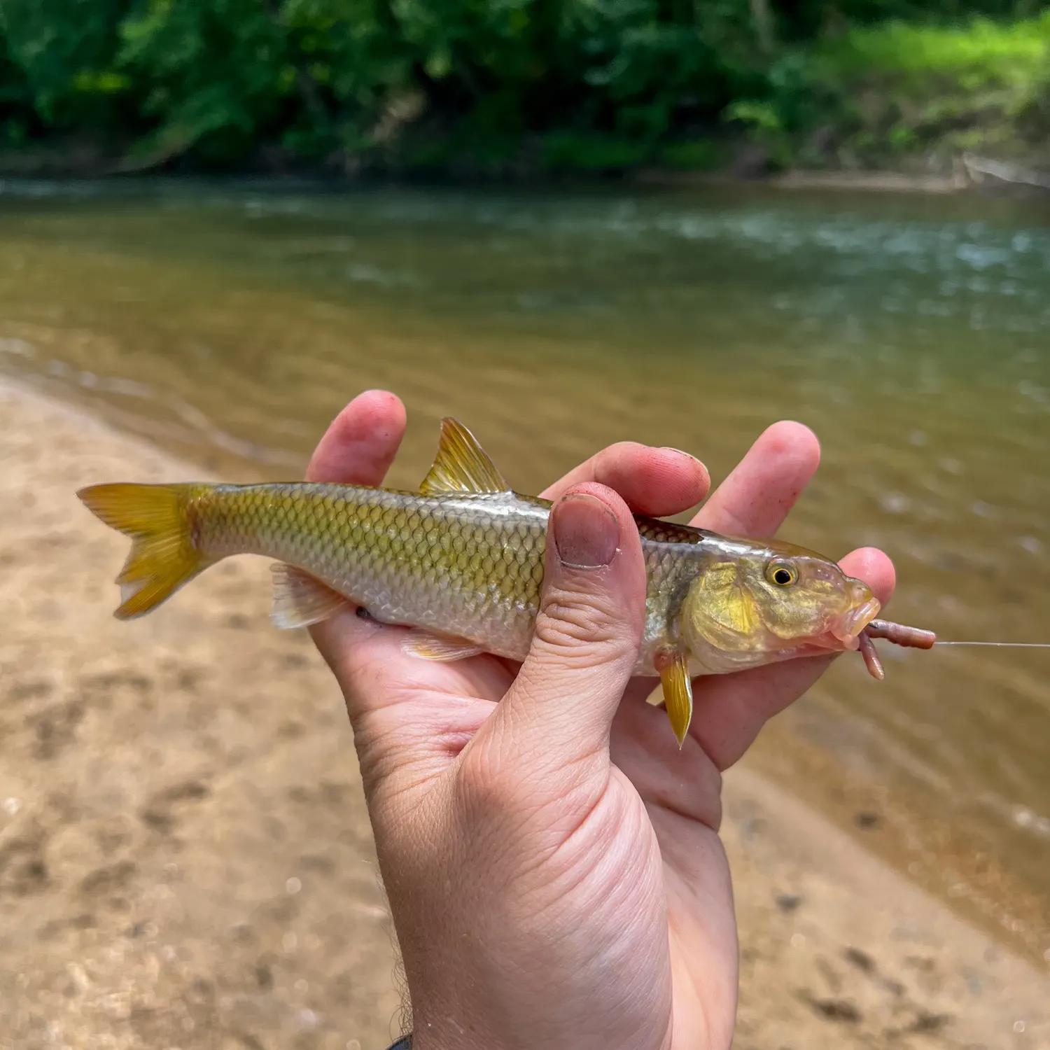 The most recent Bull chub catches on Fishbrain