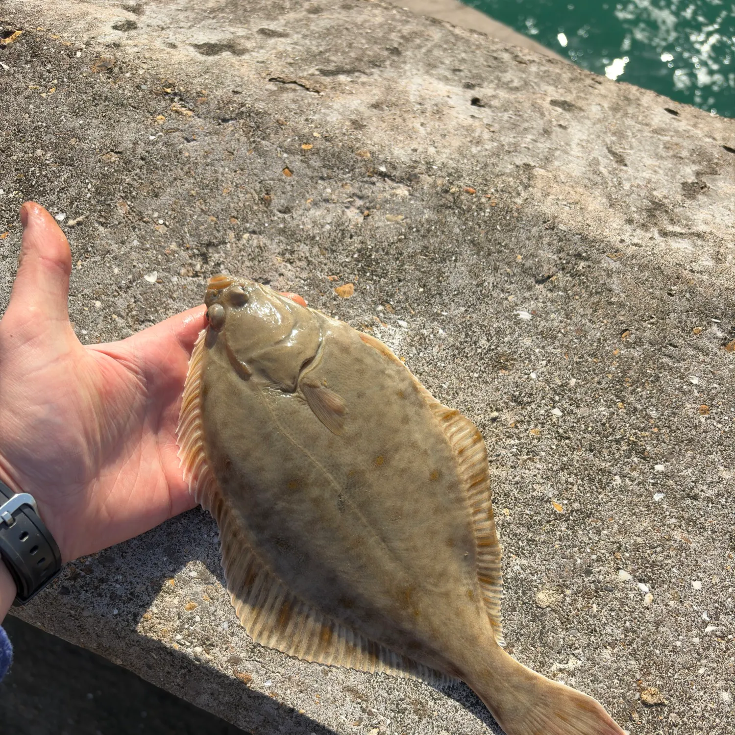 The most recent European flounder catches on Fishbrain