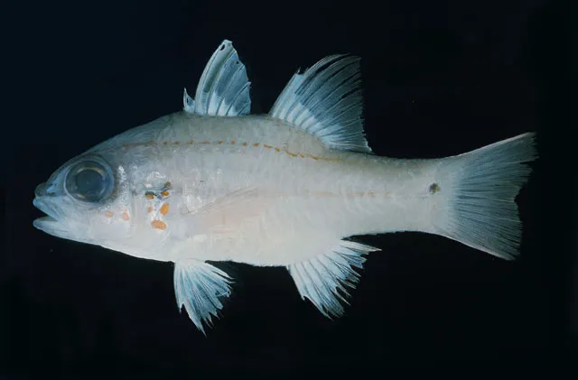 Spotted-gill cardinalfish