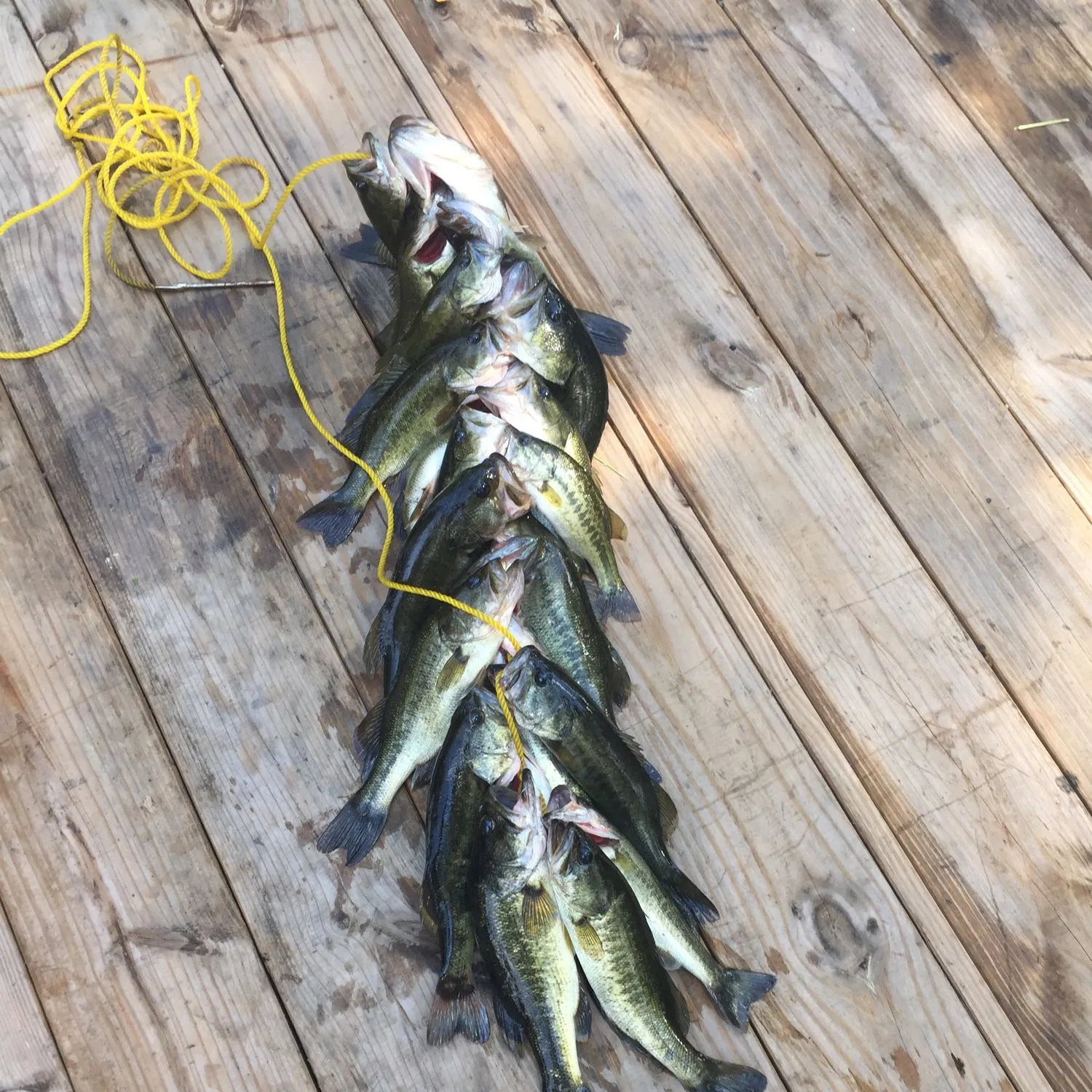 recently logged catches