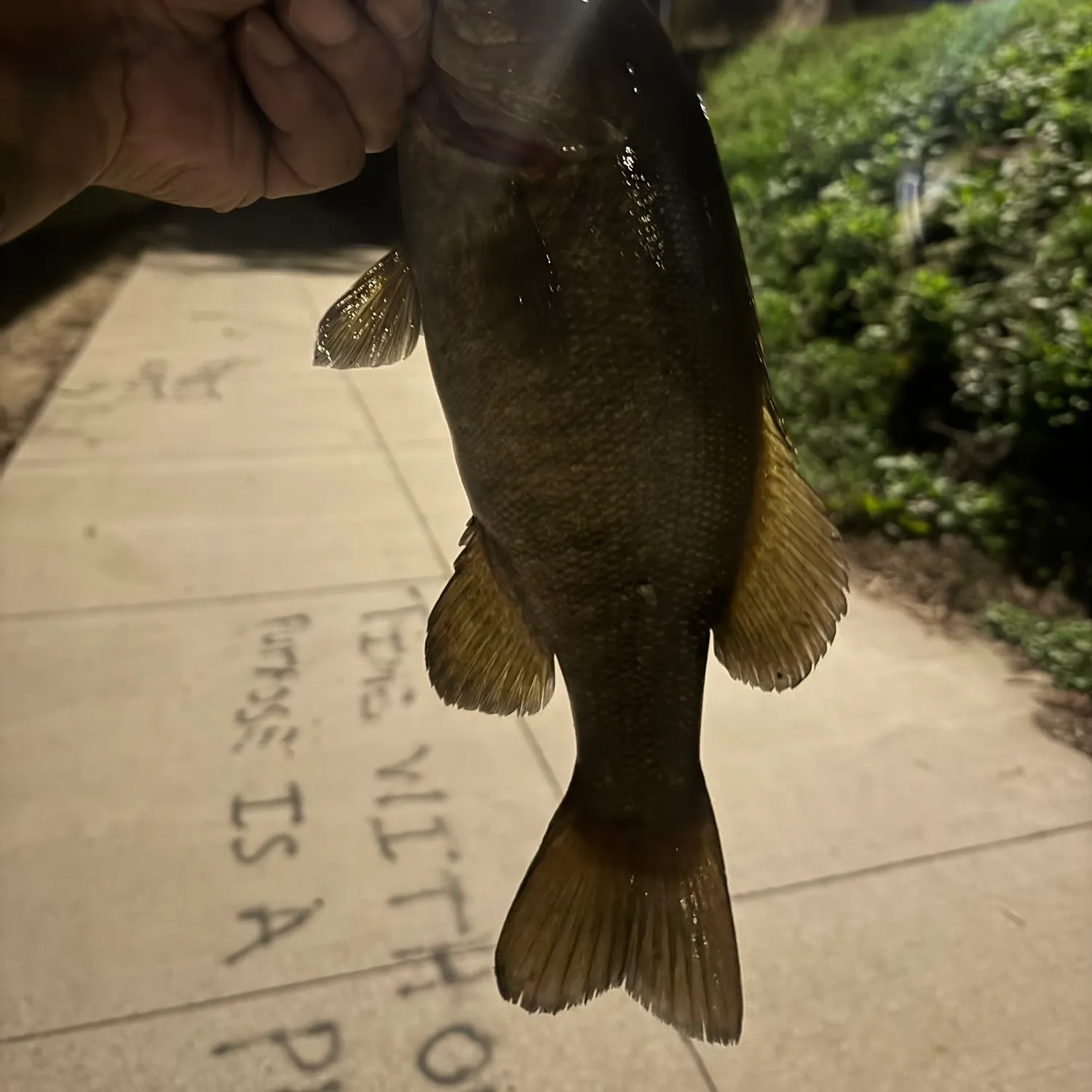 Smallmouth bass caught on Fishbrain
