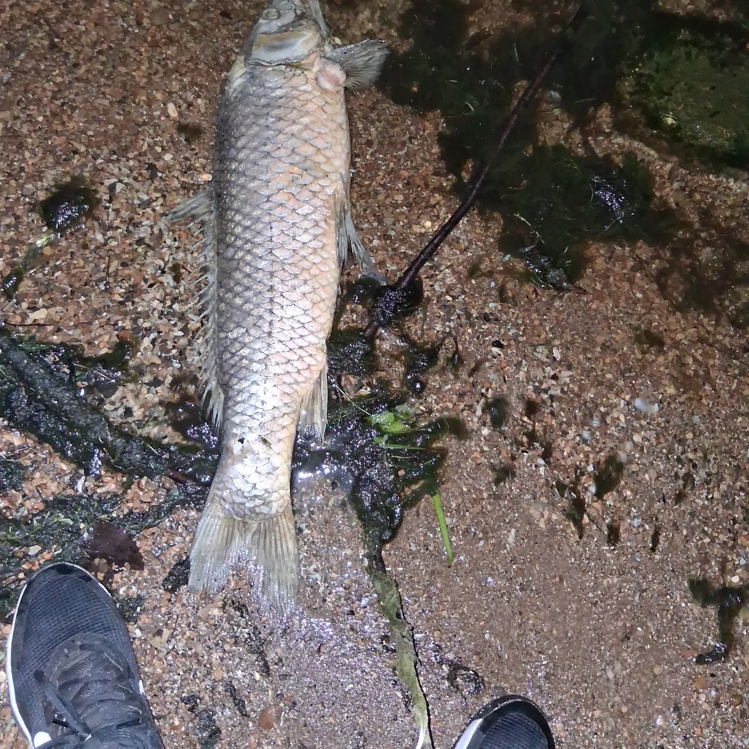 Common carp caught on Fishbrain