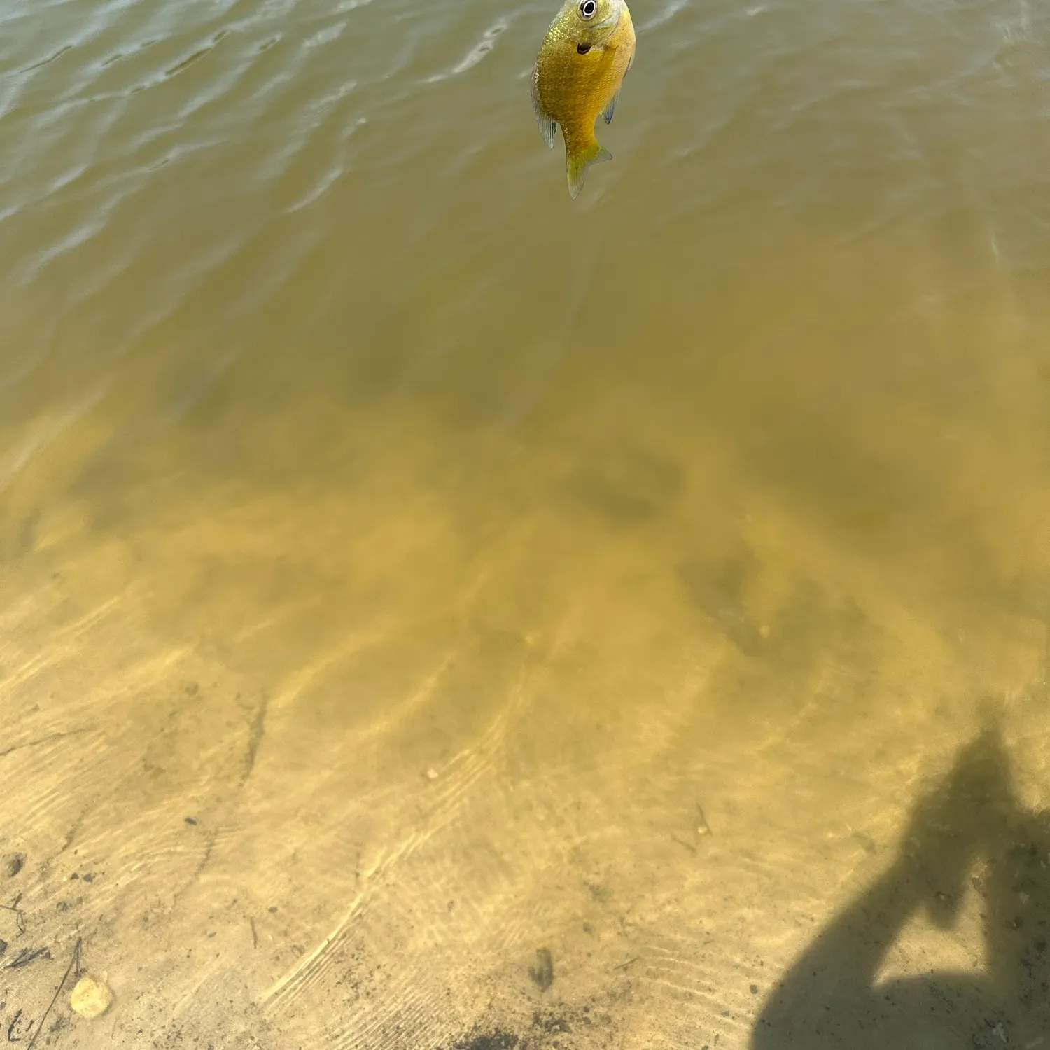 Bluegill caught on Fishbrain
