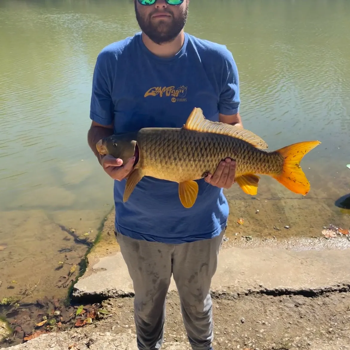 Common carp caught on Fishbrain