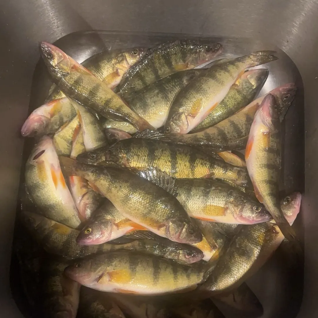 Yellow perch caught on Fishbrain