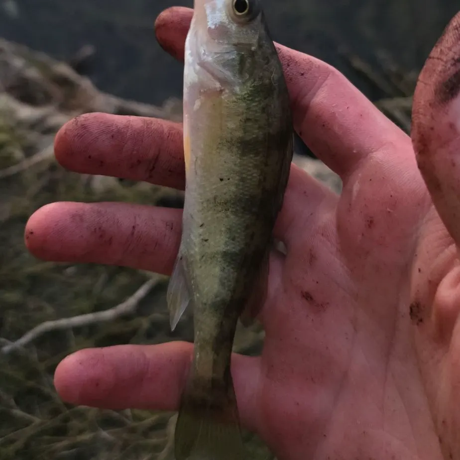 Yellow perch caught on Fishbrain