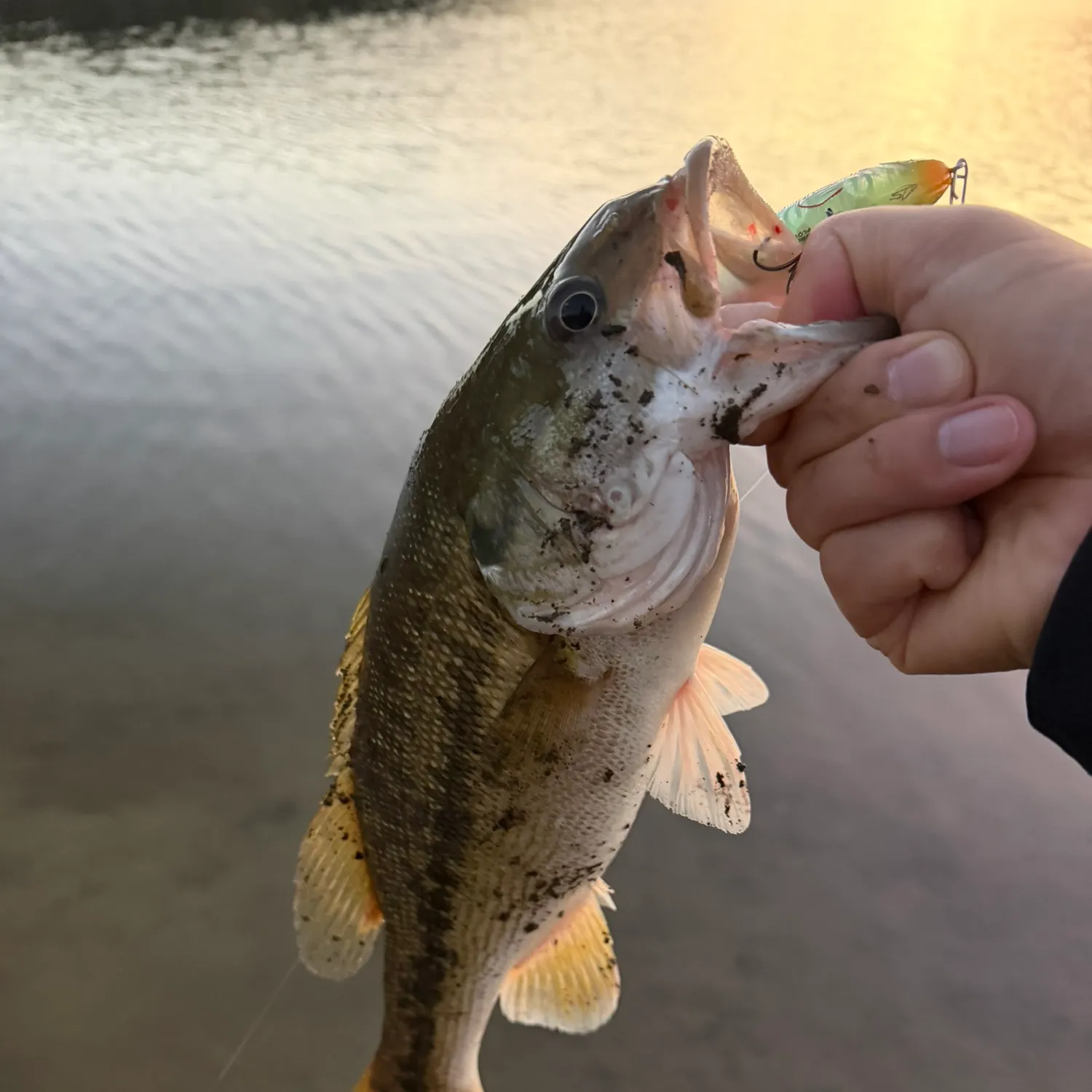 Spotted bass caught on Fishbrain