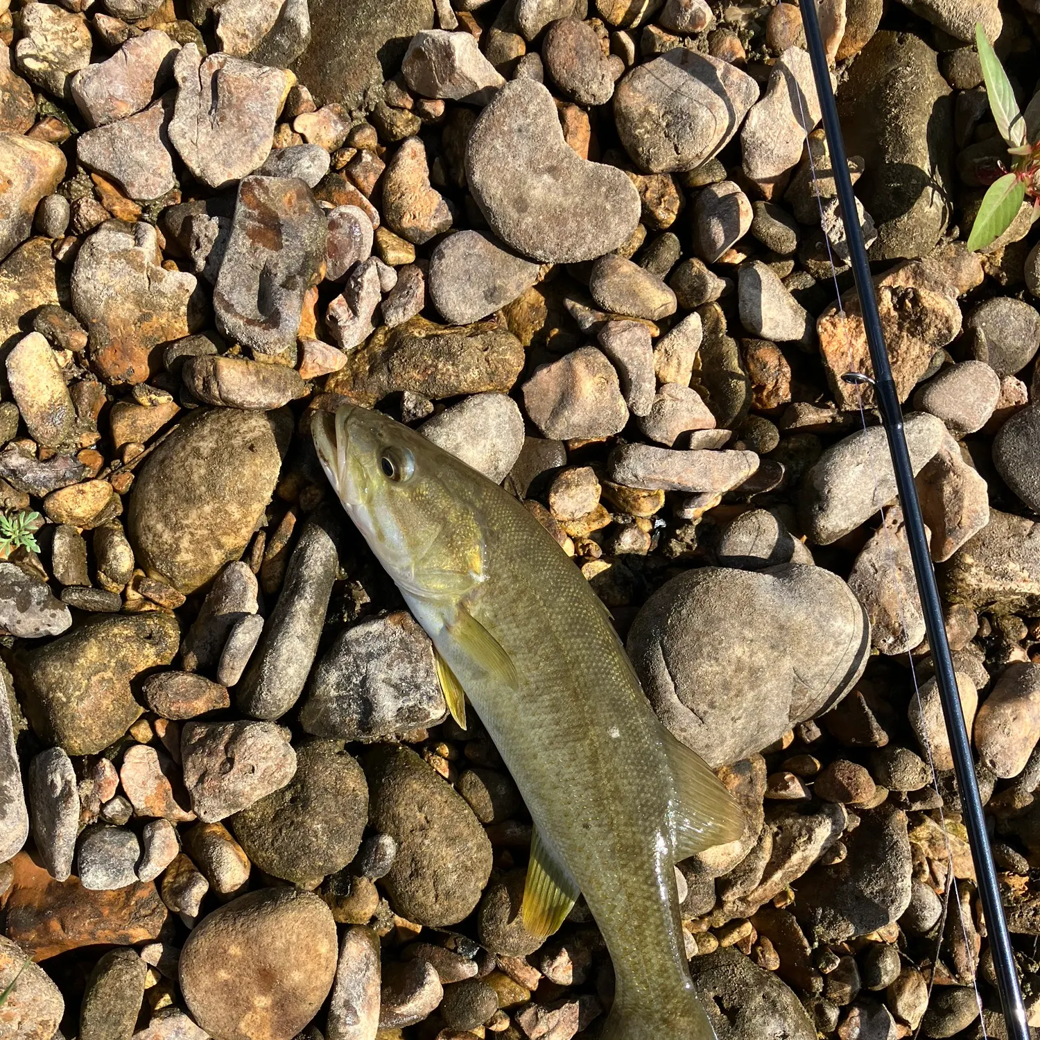 Smallmouth bass caught on Fishbrain