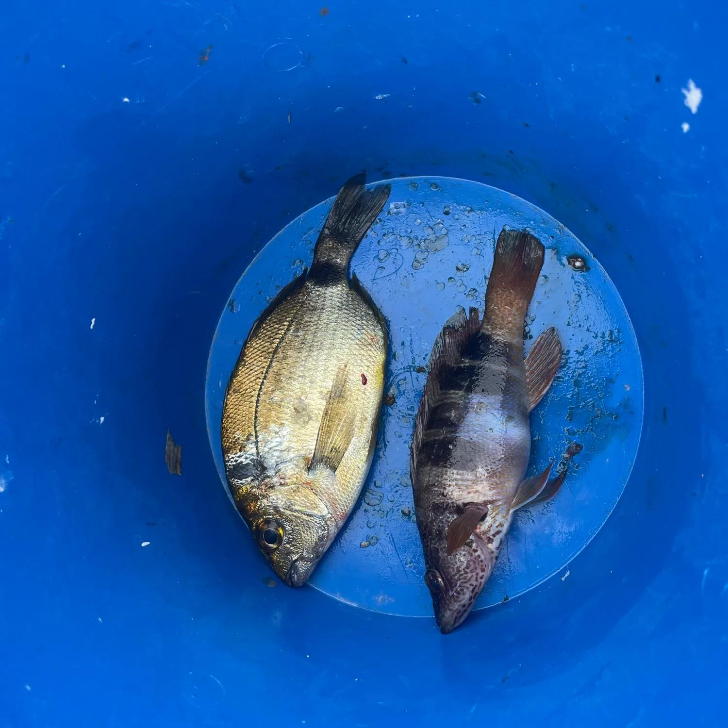Painted comber caught on Fishbrain