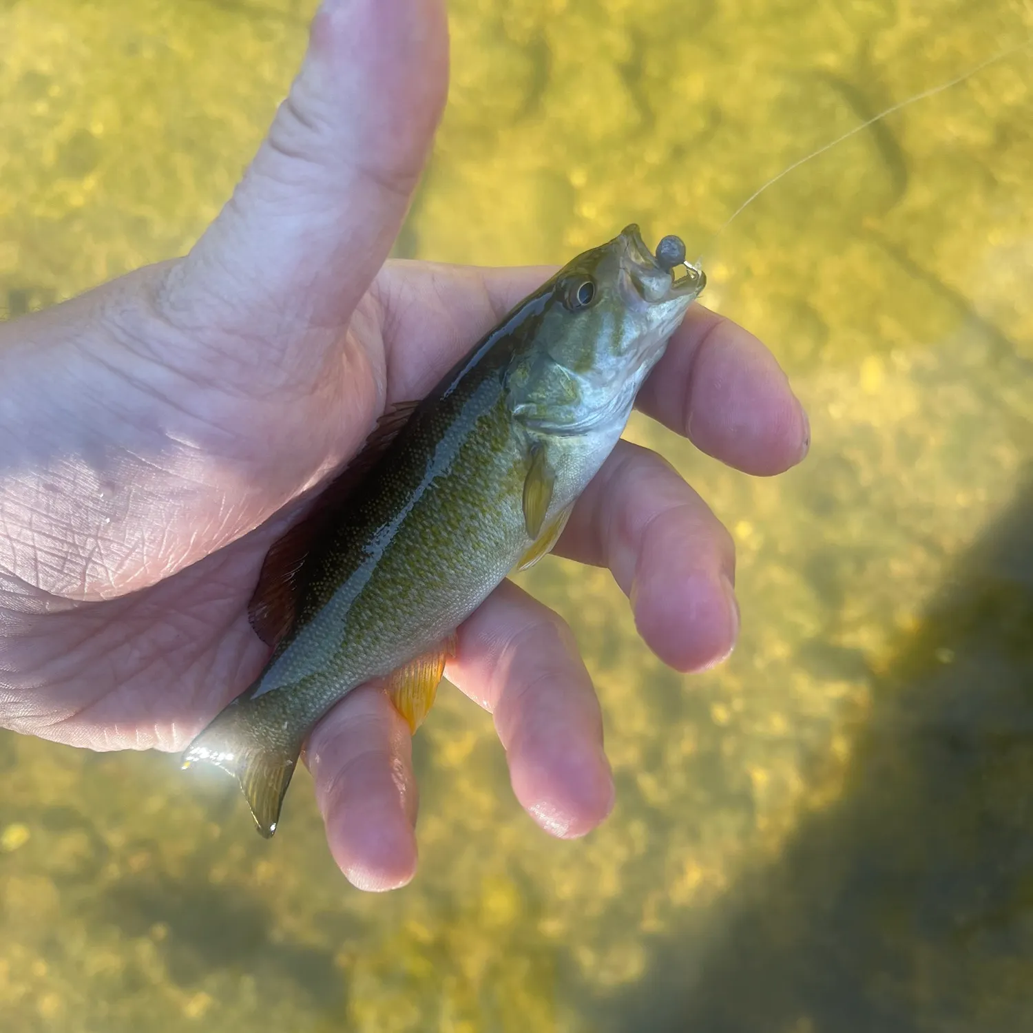 Smallmouth bass caught on Fishbrain