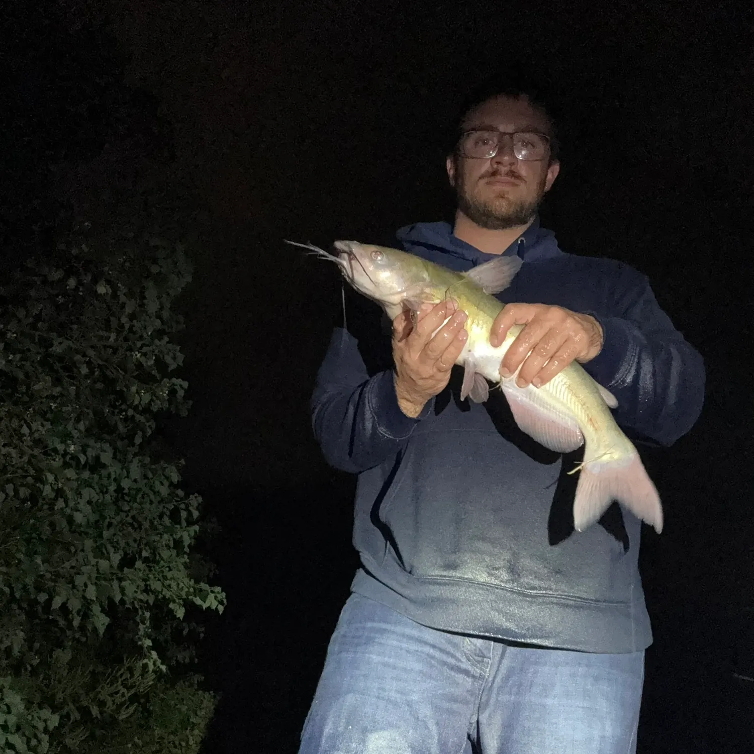 Channel catfish caught on Fishbrain